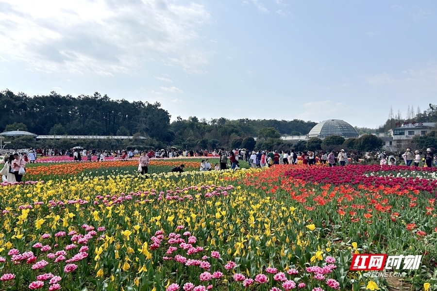 湖南植物园樱花图片