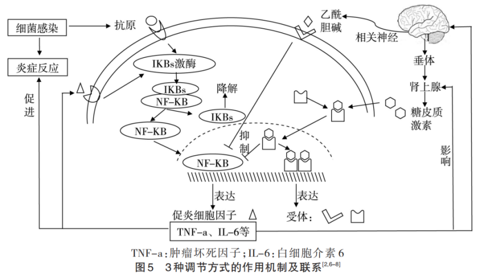 内环境稳态的调节机制图片