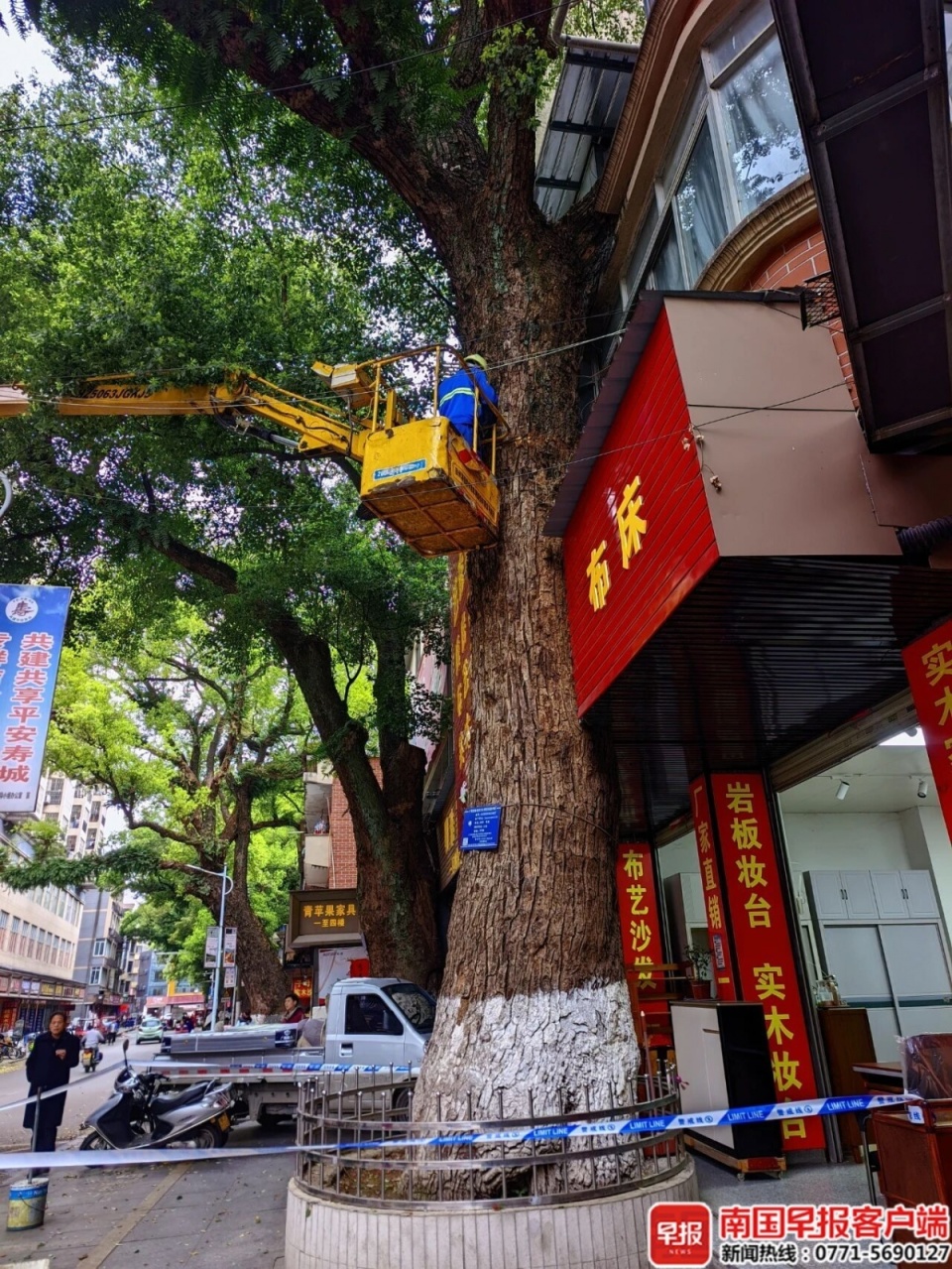 广西一220年珍贵古樟树遭多次投毒！犯罪嫌疑人供述作案原因_腾讯新闻
