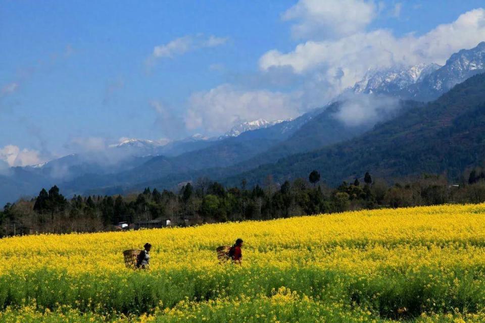 腾冲界头油菜花图片