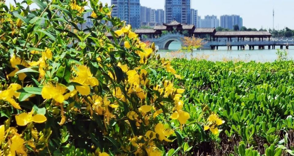 商丘市日月湖景区 夏日闲赏金丝桃盛开