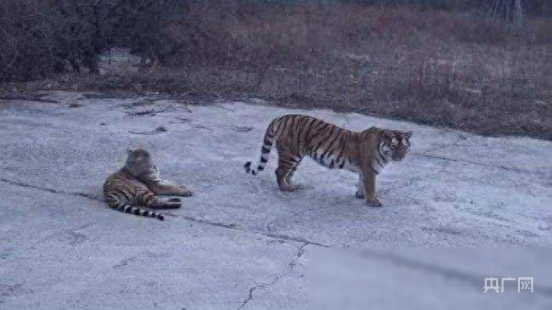 珲春四只东北虎组团下山来玩儿