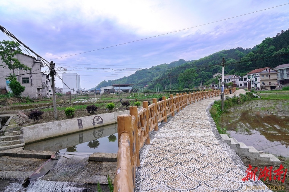 安化冷市镇:"小叶子"书写"大文章" 农文旅点亮"共富"梦