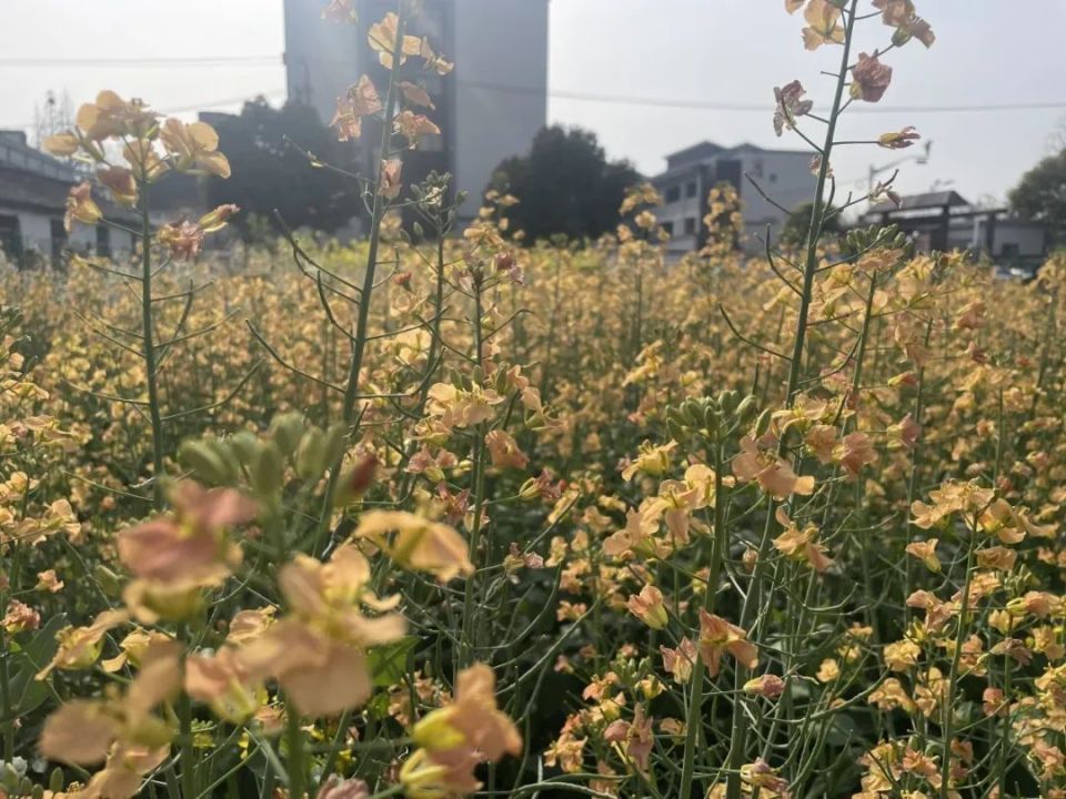 来看这座藏在庄行学校里的"诗和"