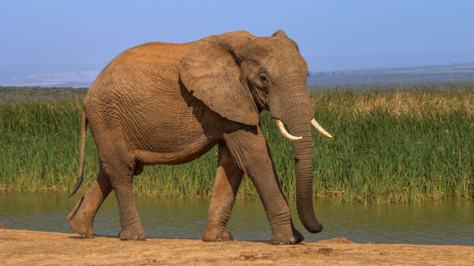 大象不易患癌的秘密