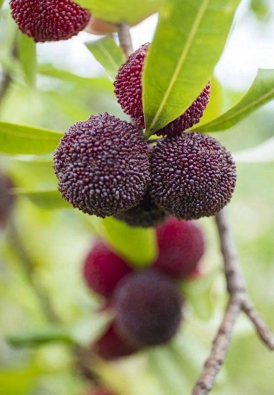 仁怀市五马镇:杨梅红满枝 采摘正当时