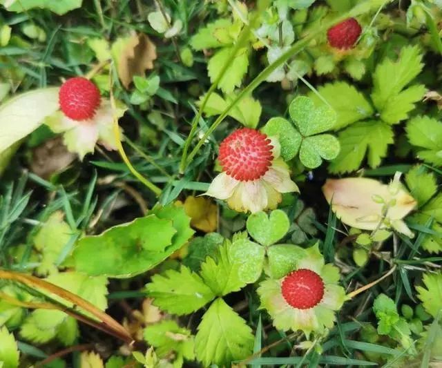赵宏波提醒大家,蓬蘽等植株上有刺,要小心被扎伤;由于蓬蘽果实是空心