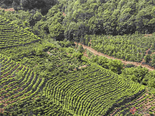 楚雄南华新质生产力助推兔乐之兔街镇探寻从好茶到名茶发展之路