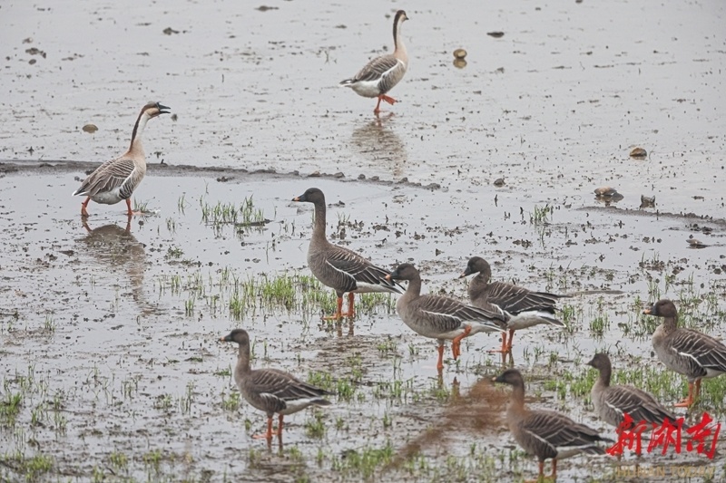 跟着候鸟去飞翔_腾讯新闻