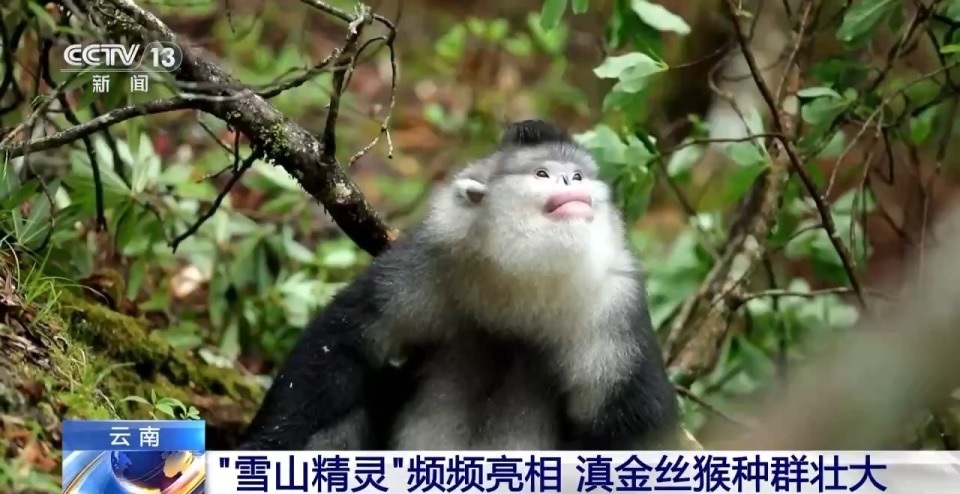 圖片