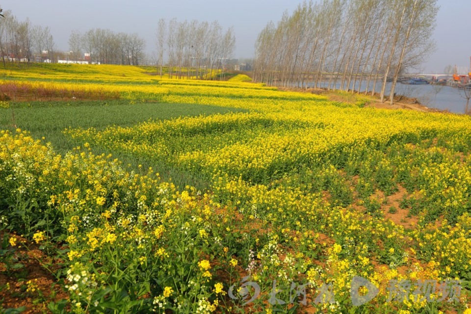 春日的周口沙颍河:金灿灿的油菜花铺满河两岸