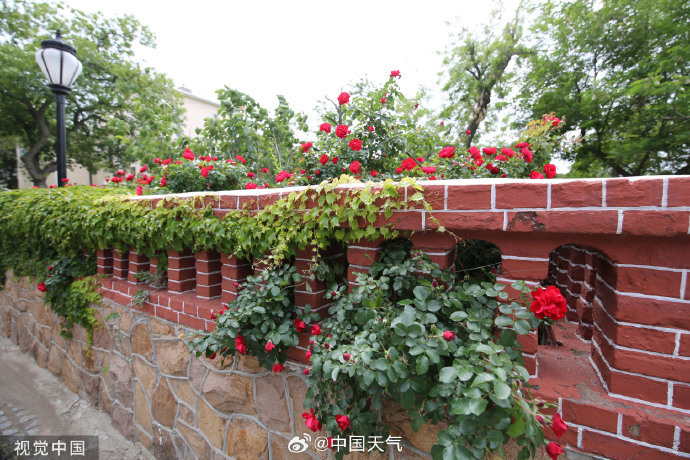 看大江南北哪里花海正美