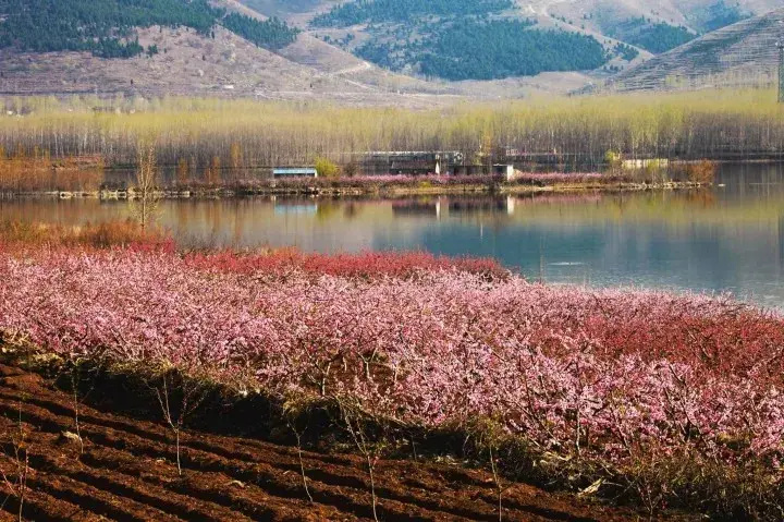 "胜日寻芳泗水滨,无边光景一时新.等闲识得东风面,万紫千红总是春.