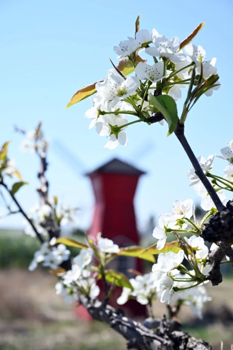 "放眼疑似白云落,风来忽见梨花雨.