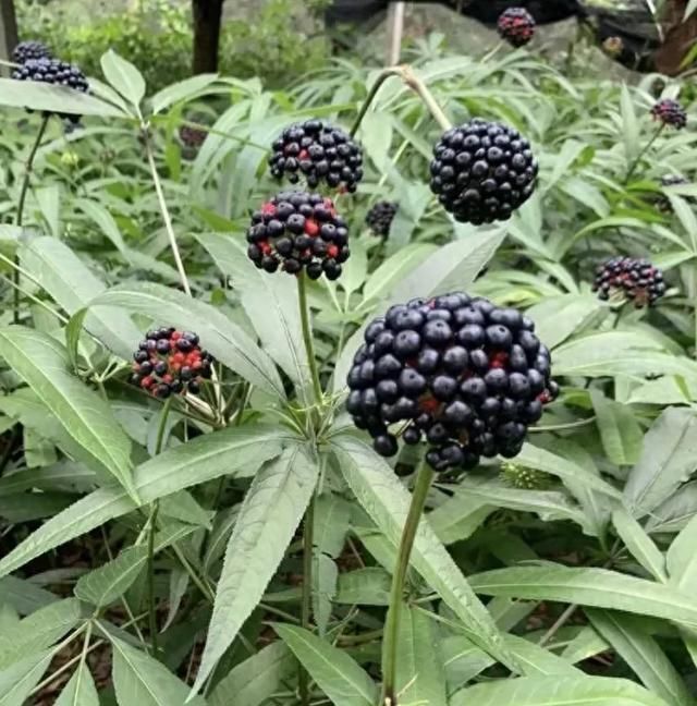 像竹子一节一节的药材图片