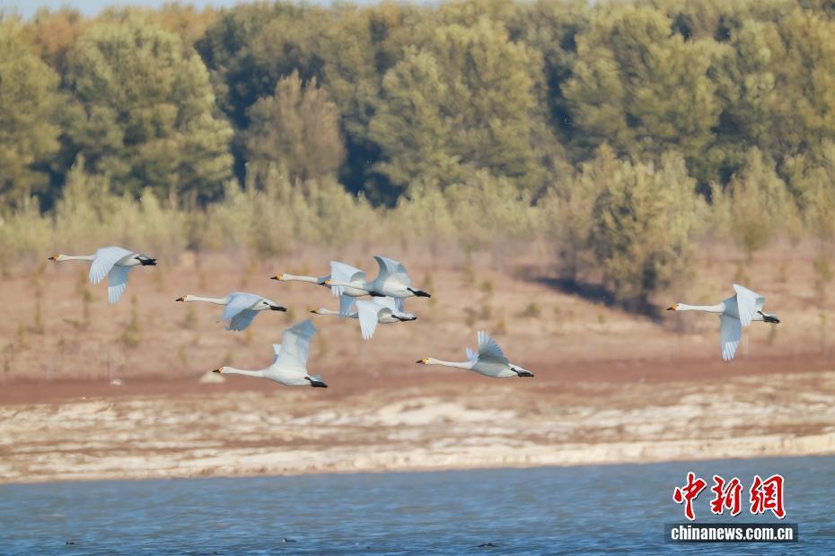 秋日的科尔沁湿地公园：候鸟栖息游弋_腾讯新闻