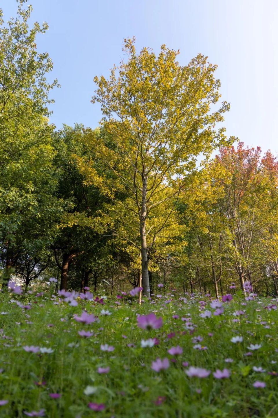 景美人少还免费这个公园的秋色正绚烂