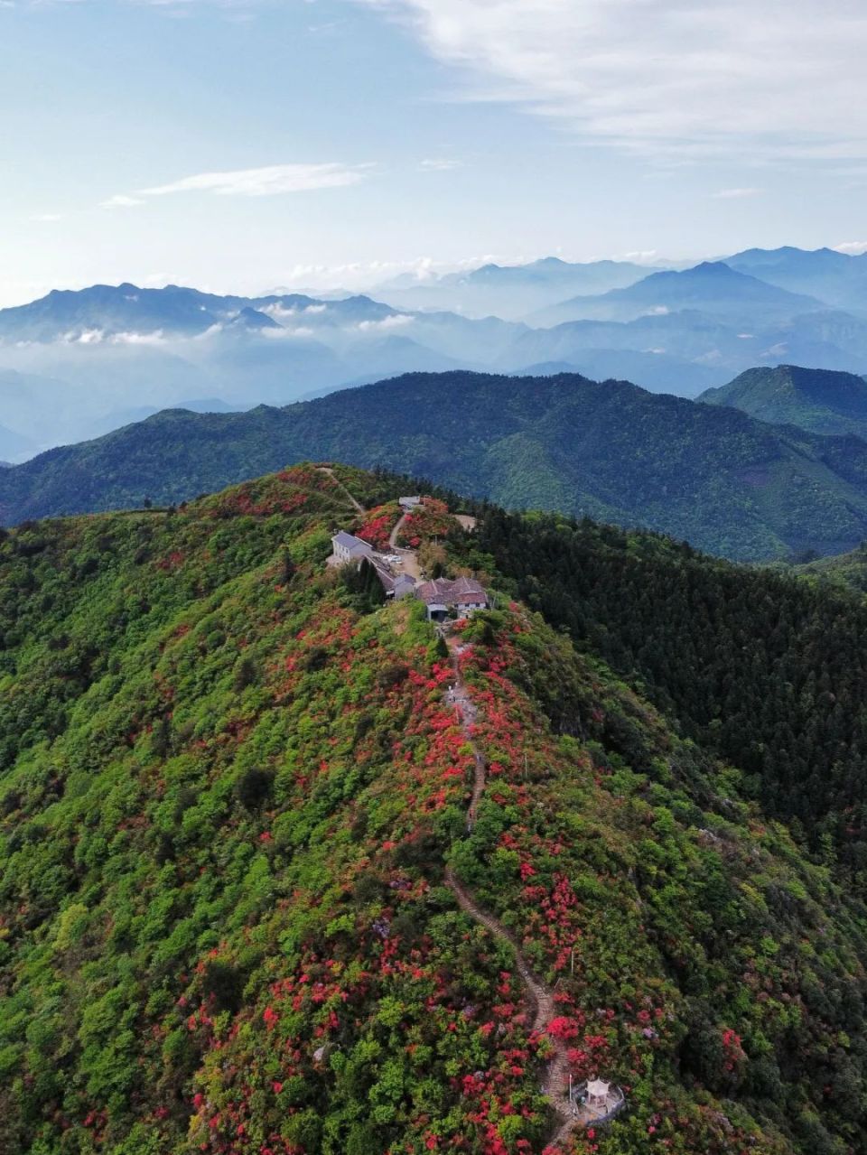 庆元龙头山杜鹃花图片