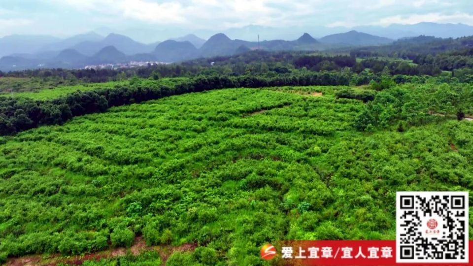宜章县天塘镇:"水果皇后"蓝莓抢"鲜"上市