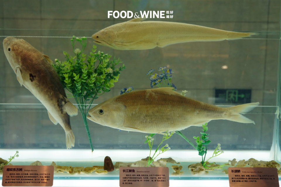 长江三鲜|无毒河豚还值得一吃吗?