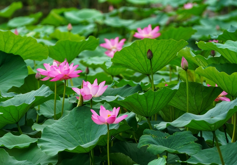 静图片荷花图片