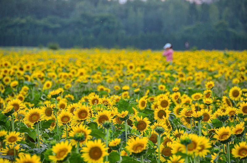 向日葵花海令人陶醉