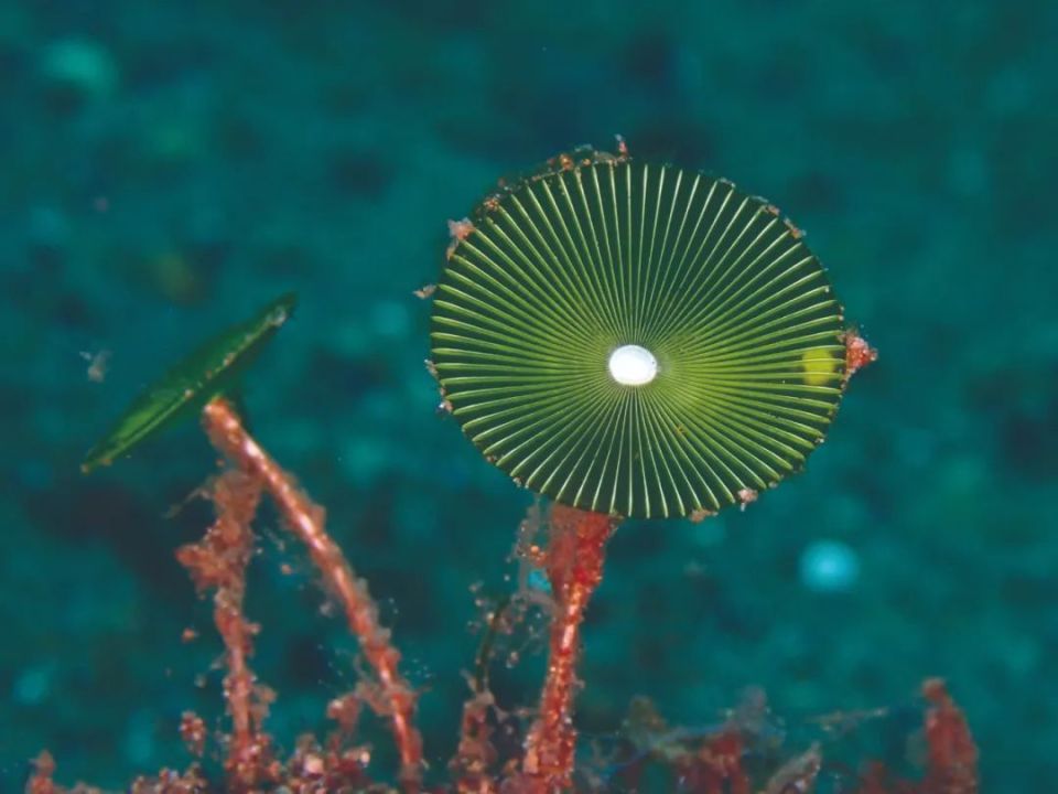 世界上最大的单细胞生物_腾讯新闻