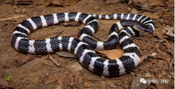 银环蛇金环蛇混合毒蛇的种类与中毒特点:如眼镜王蛇,蝮蛇等.
