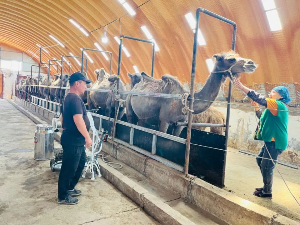 强国复兴有我 | 依曼哈孜的骆驼金链:从"沙漠之舟"到"富民之舟"的致富