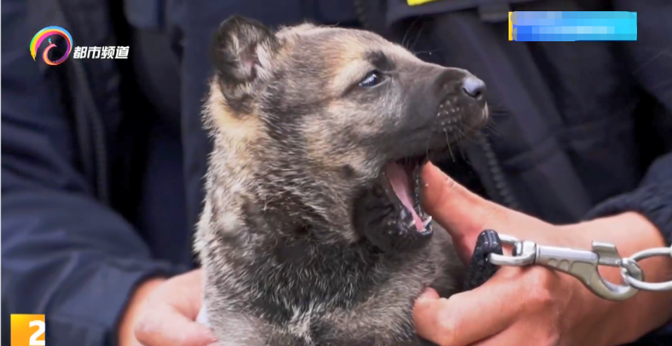 警犬生宝宝图片