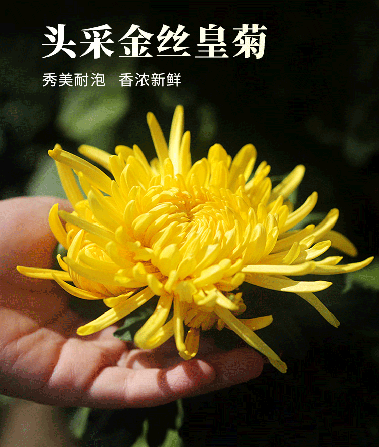 19.9元3罐!精品级金丝皇菊,拯救口干口苦肝火旺!