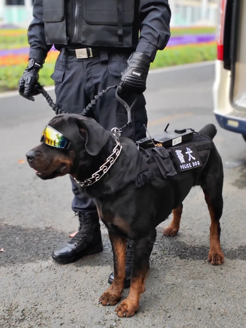 除了柯基,你还知道哪些警犬?