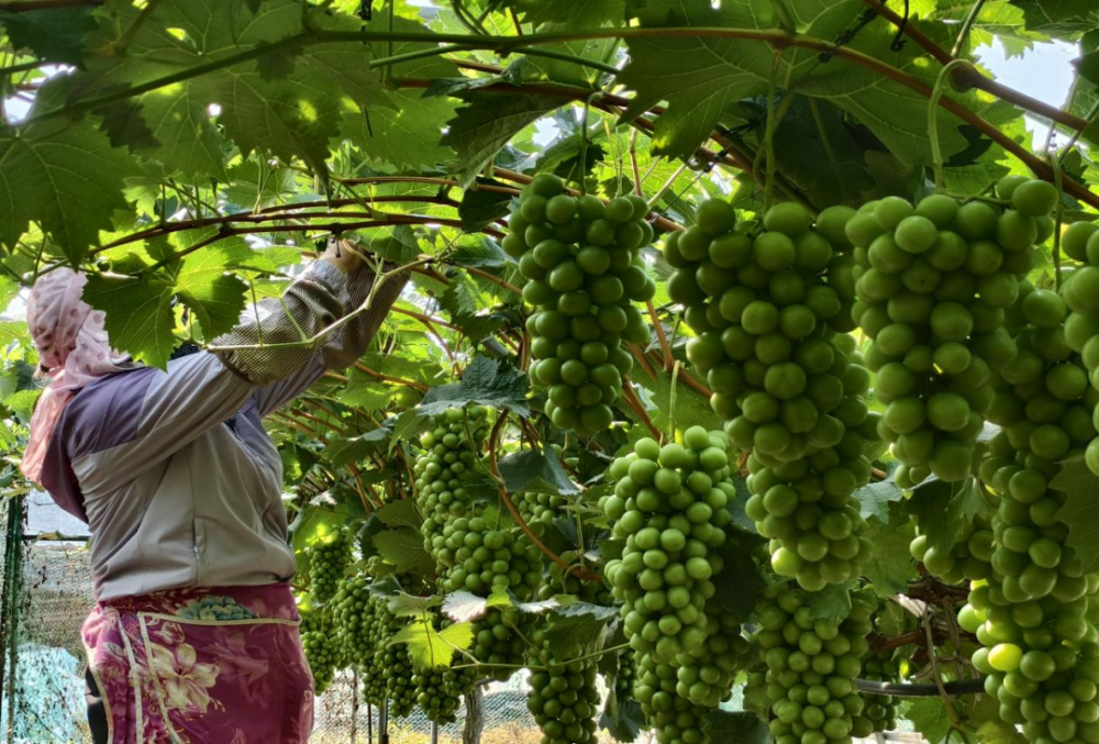 大方县小屯乡:夏音葡萄园"阳光玫瑰"点亮乡村振兴路