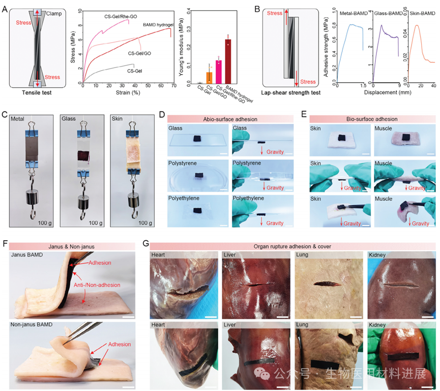 医用抗菌水凝胶怎么用《AFM》湖北大学吴水林／河工大刘想梅： 多模式消毒功能的强粘附Janus水凝胶，用于多重耐药金葡球菌感染的开放性伤口快速修复_https://www.jmylbn.com_新闻资讯_第4张