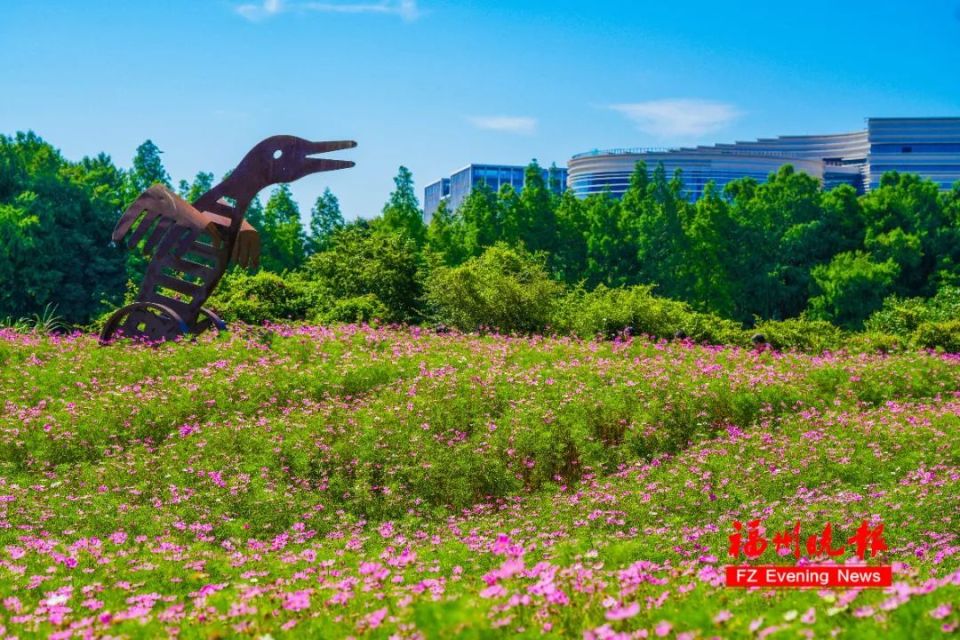 赏花地点:花海公园鼓山大桥下的花田和主入口两侧斜坡,闽江公园南园主