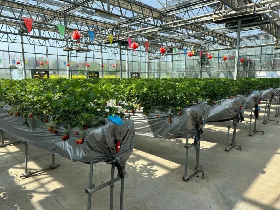 "空中"草莓新鲜上市 "莓"好时光约起来_腾讯新闻