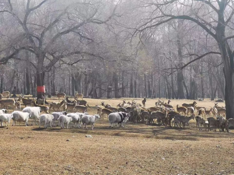 森工平山皇家鹿苑清明假期开园迎宾