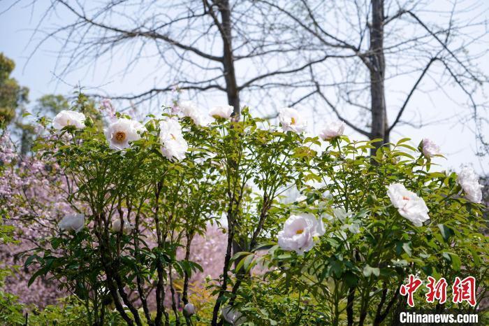 湖北武汉江南牡丹第一园牡丹花会开幕
