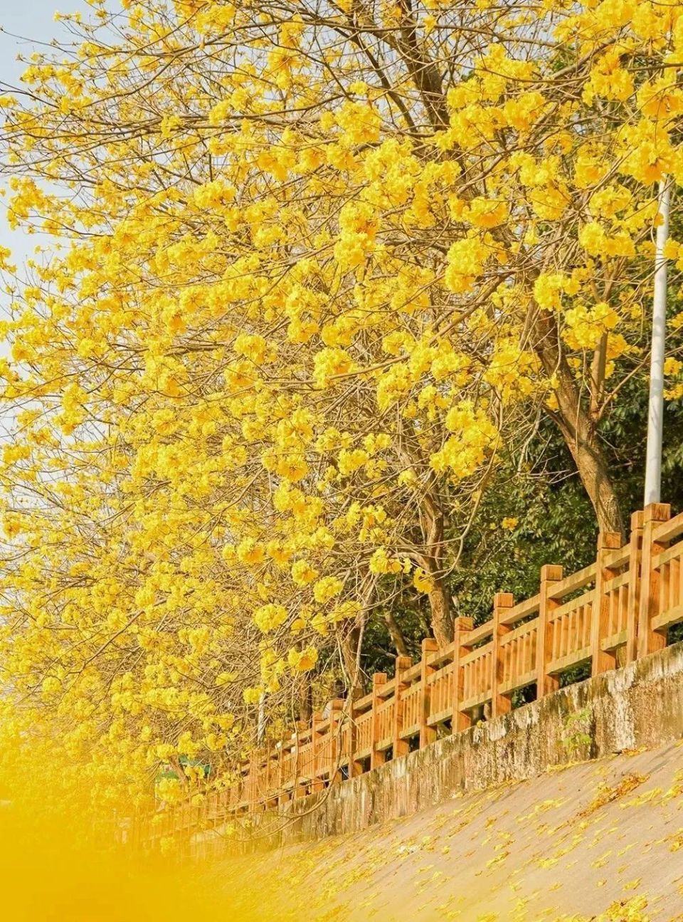 三月,是14亿人的花心季_腾讯新闻