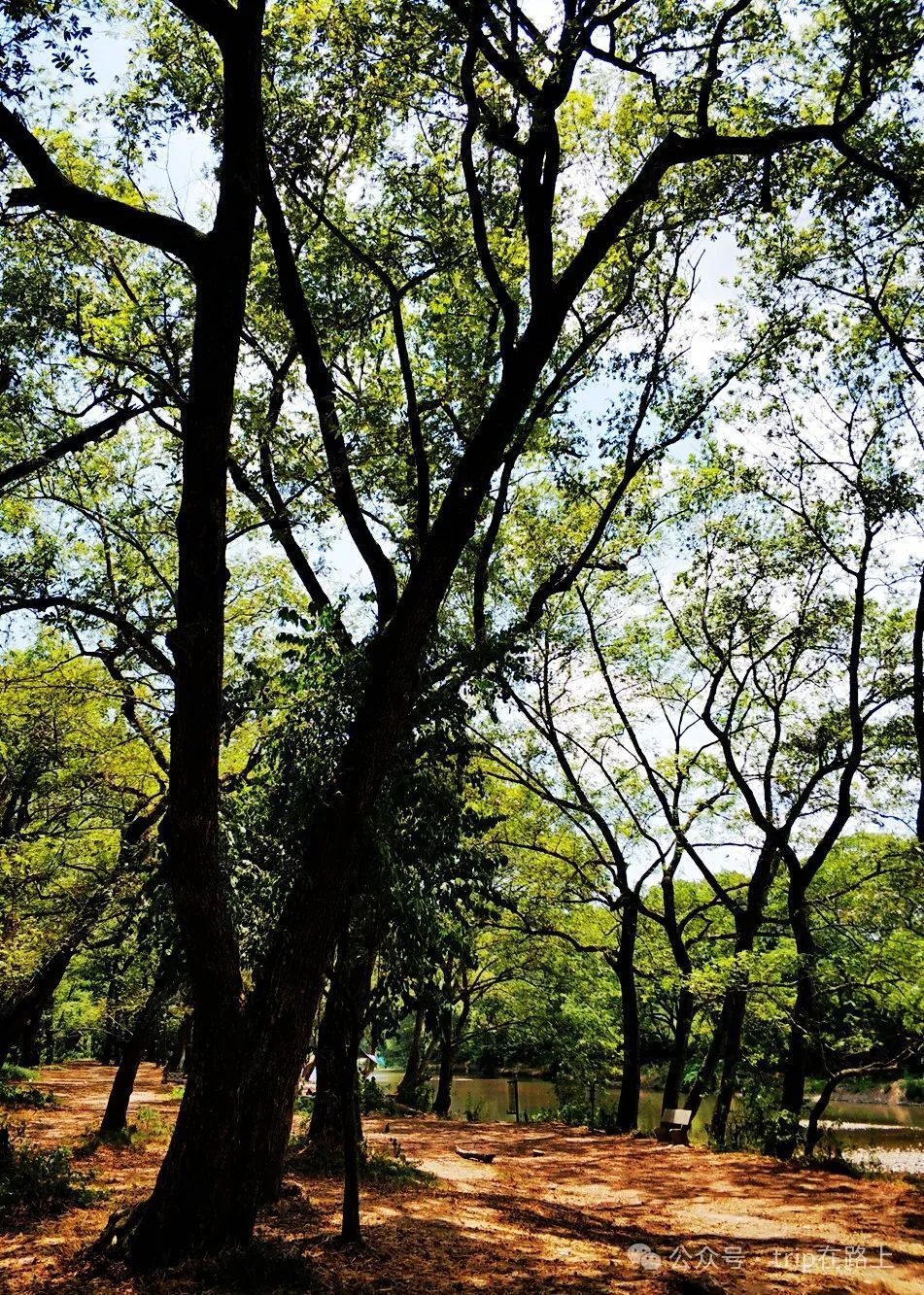 宁波版"绿野仙踪",太美了,在这里赏景,人生就不"卷"了