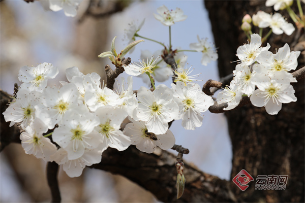 这个三月快来昆明呈贡打卡万溪冲梨花花海吧