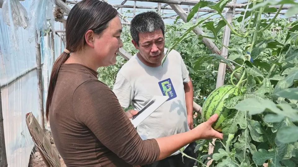 张增超 摄近日,走进大城县南赵扶镇盖义庄村吊蔓西瓜种植基地,一个个