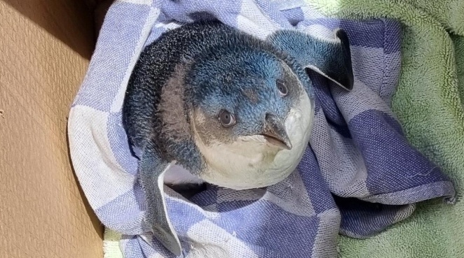 新西兰一小企鹅跑上机场跑道致航班延误 被抓后一脸呆萌