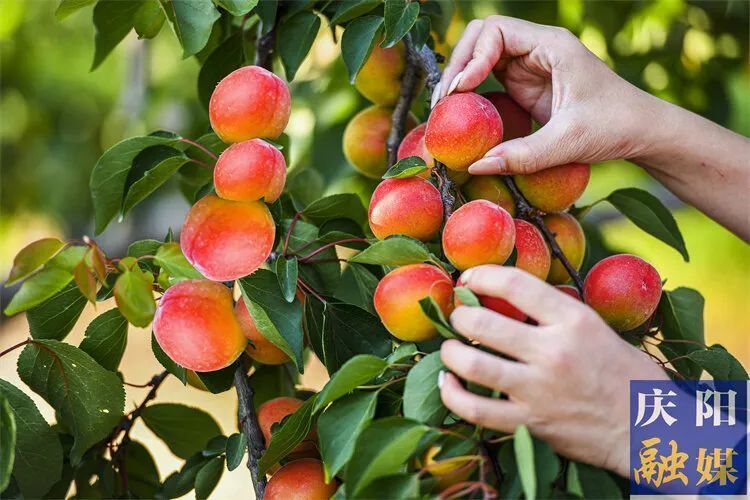 一点庆阳 陇上名家散文 | 故土永芬芳(文/谢文魁 诵/米玲)