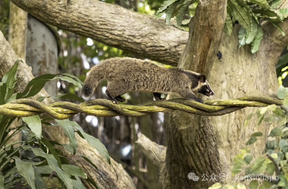 深入了解全球各地生物的迷人生活和新物种,如带面具的棕榈果子狸和
