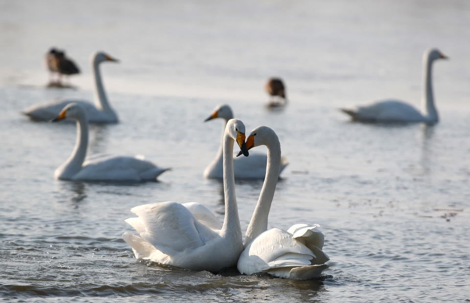 官厅水库的天鹅恋爱了,它们这样表达爱意