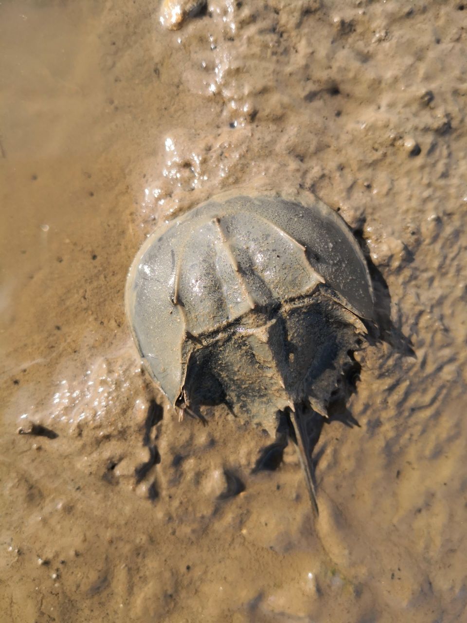 10月18日,直播寻找地球唯一"蓝血生物"——鲎!