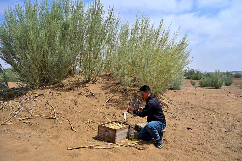 刘金海 摄6月5日,在位于内蒙古杭锦旗的库布其沙漠一处治沙点,李挺(右