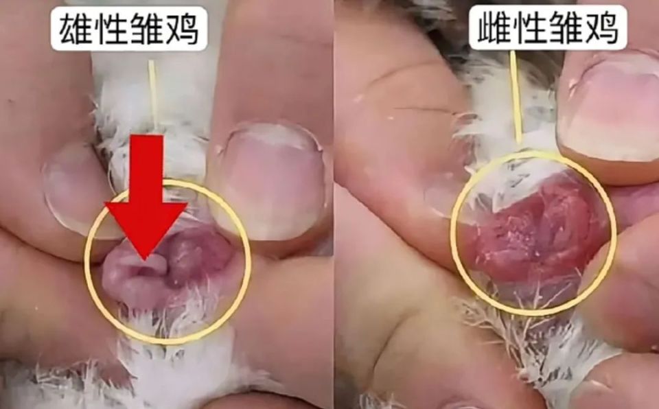 神奇!还有"小鸡性别鉴定师"?