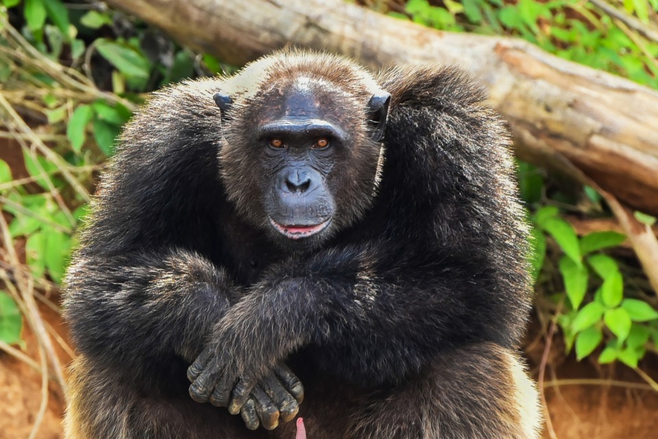 研究:黑猩猩也会"高地侦察"战术